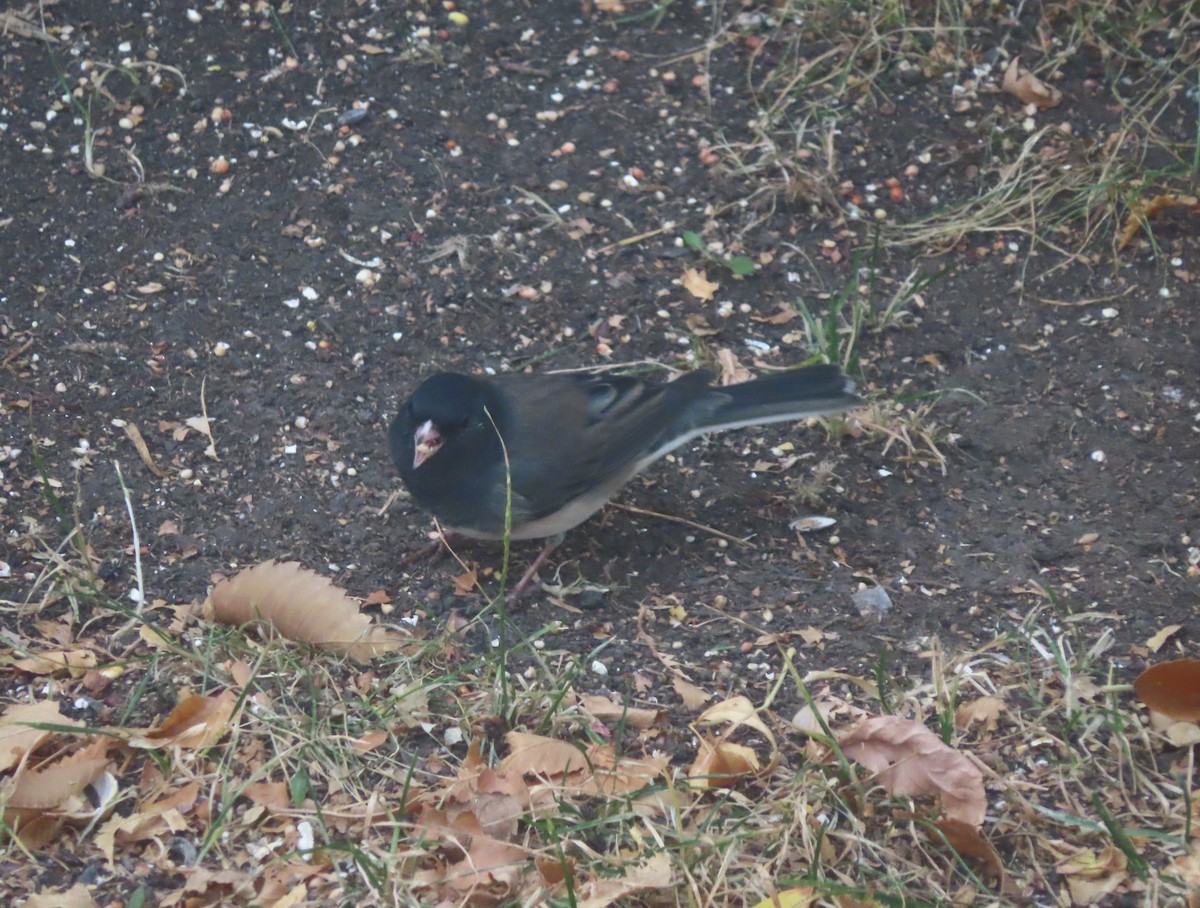 Dark-eyed Junco (Slate-colored) - ML643330300