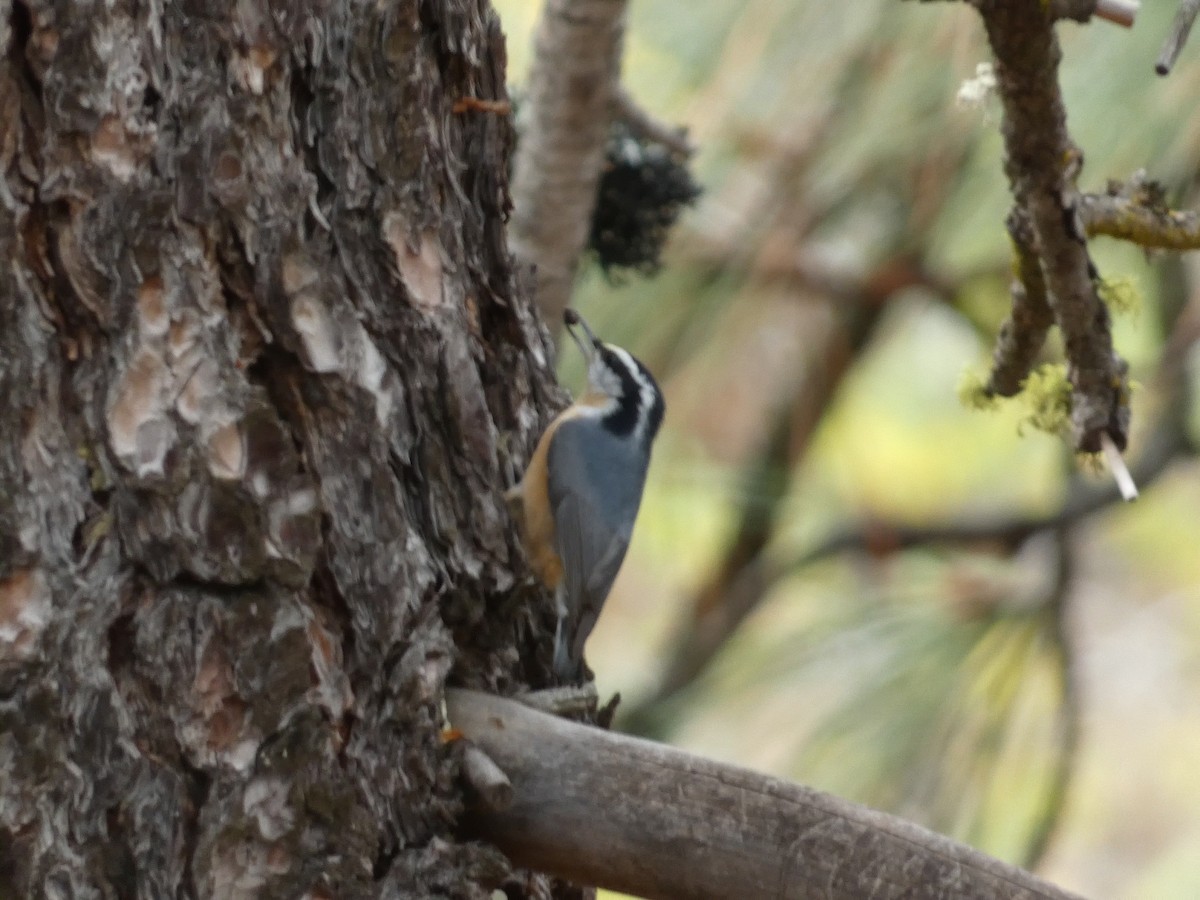 Red-breasted Nuthatch - ML643330303