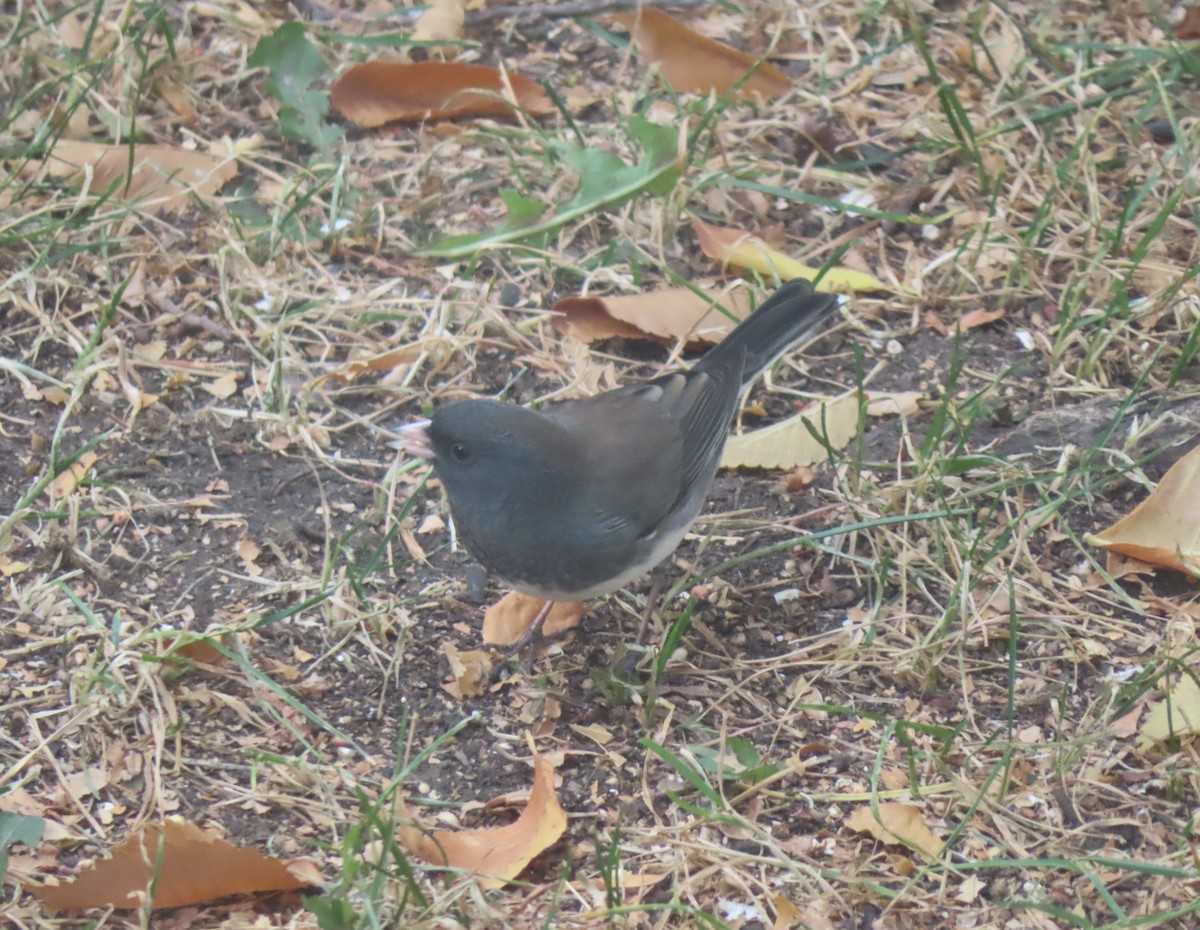 Dark-eyed Junco (Slate-colored) - ML643330314