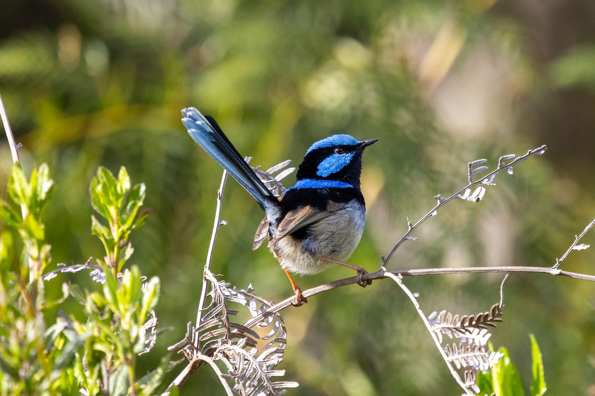 Superb Fairywren - ML643330319