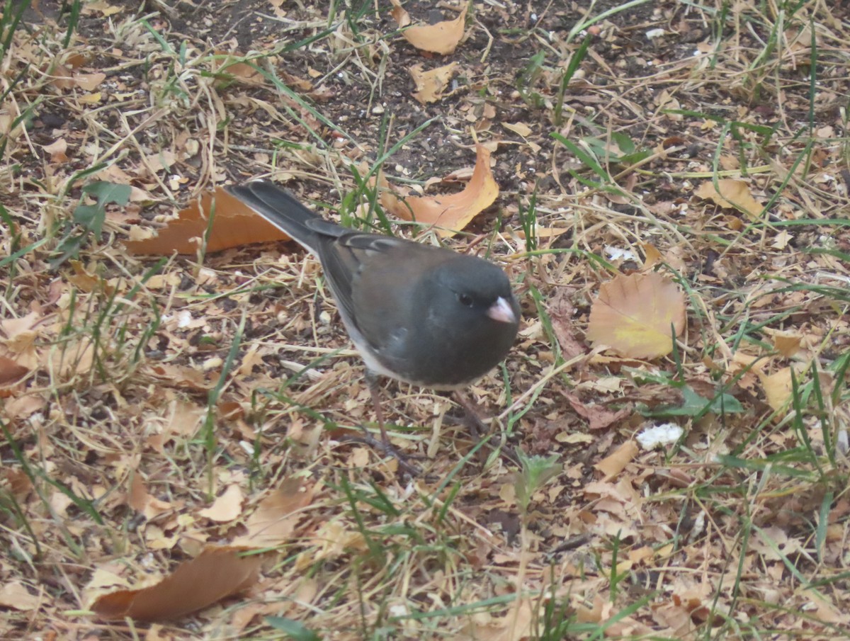 Dark-eyed Junco (Slate-colored) - ML643330337