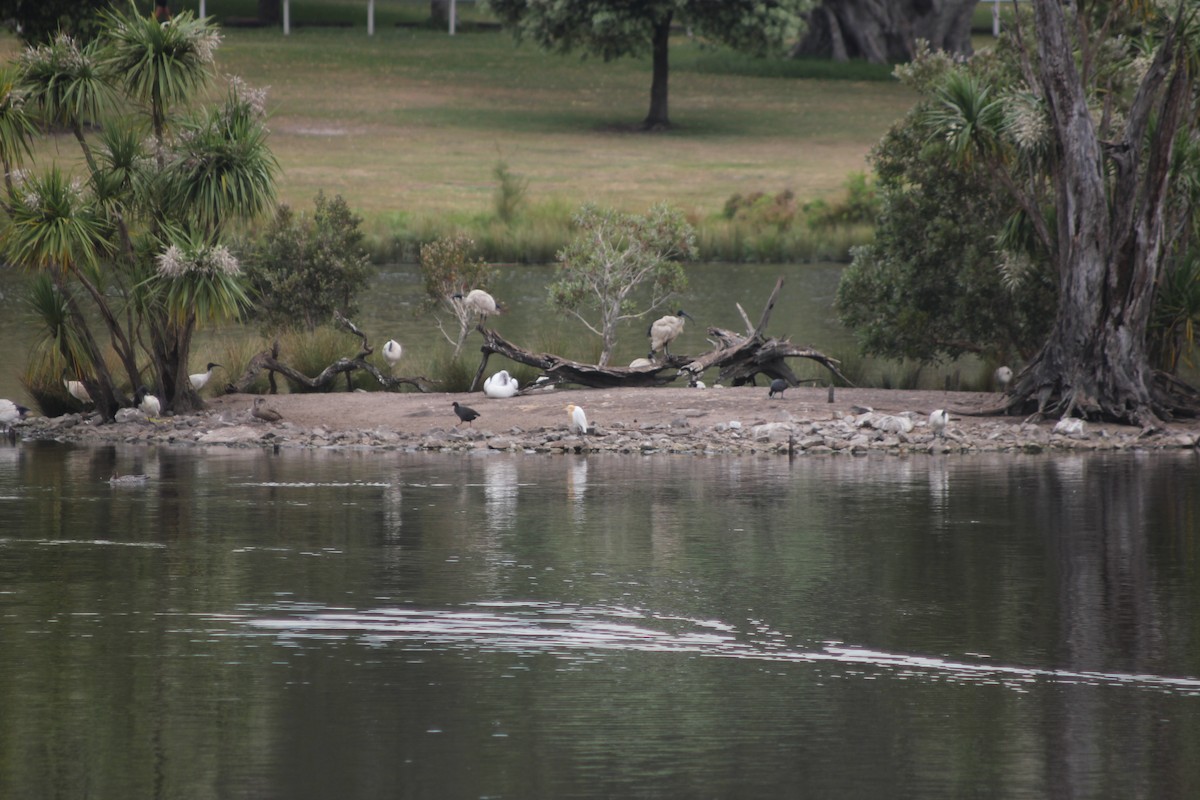 Eastern Cattle-Egret - ML643330350