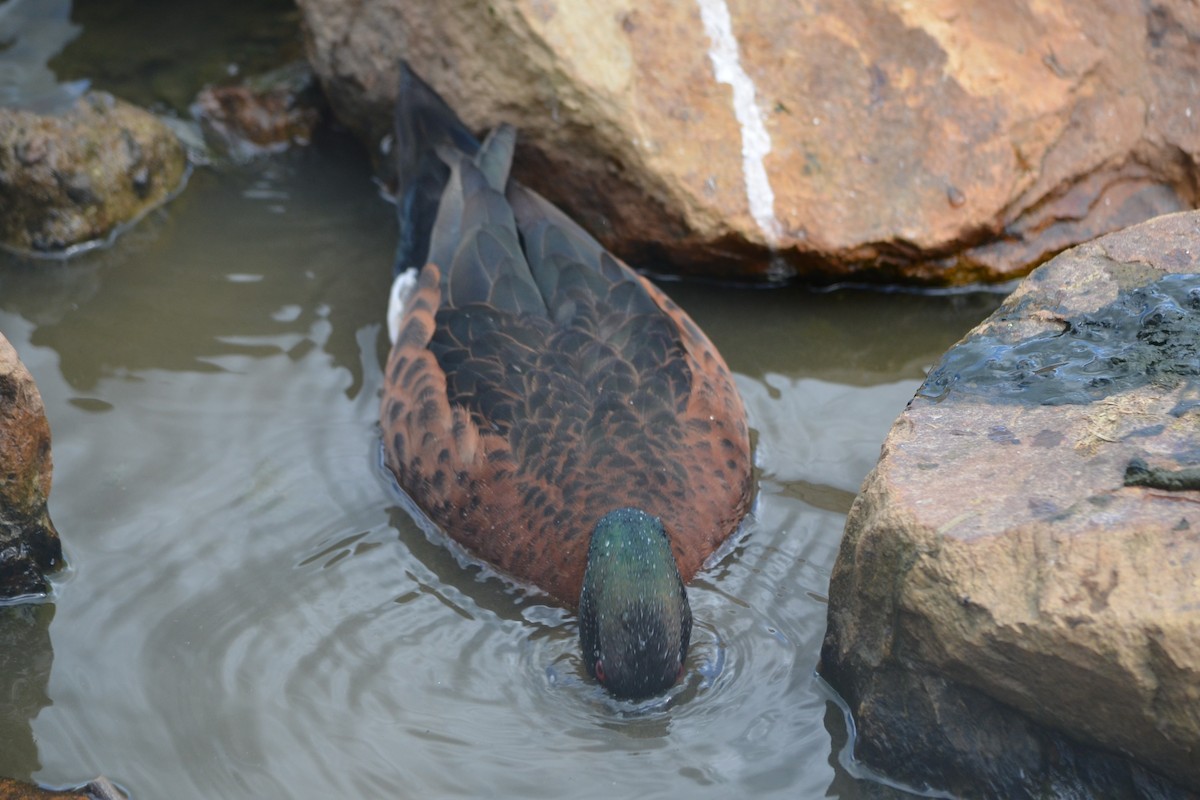 Chestnut Teal - ML643330354