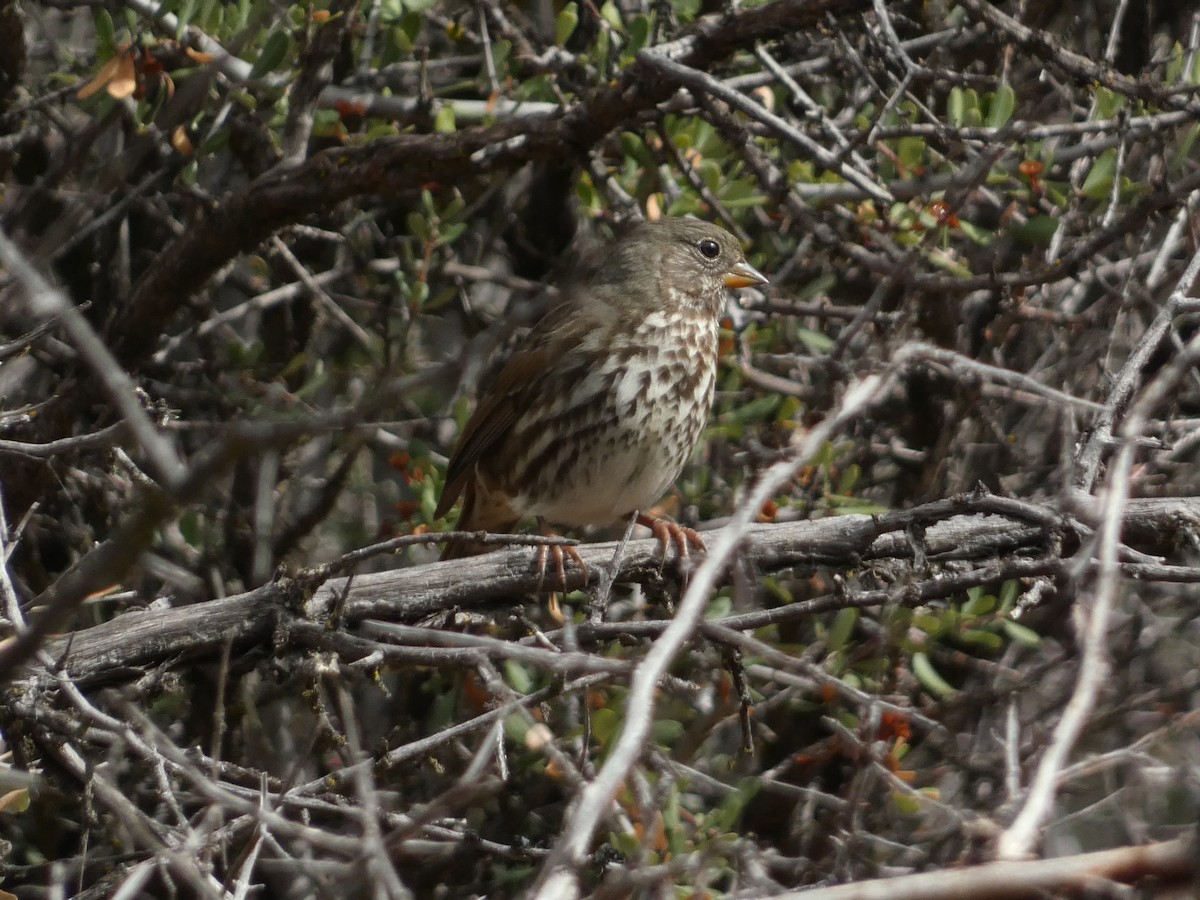 Fox Sparrow (Sooty) - ML643330356