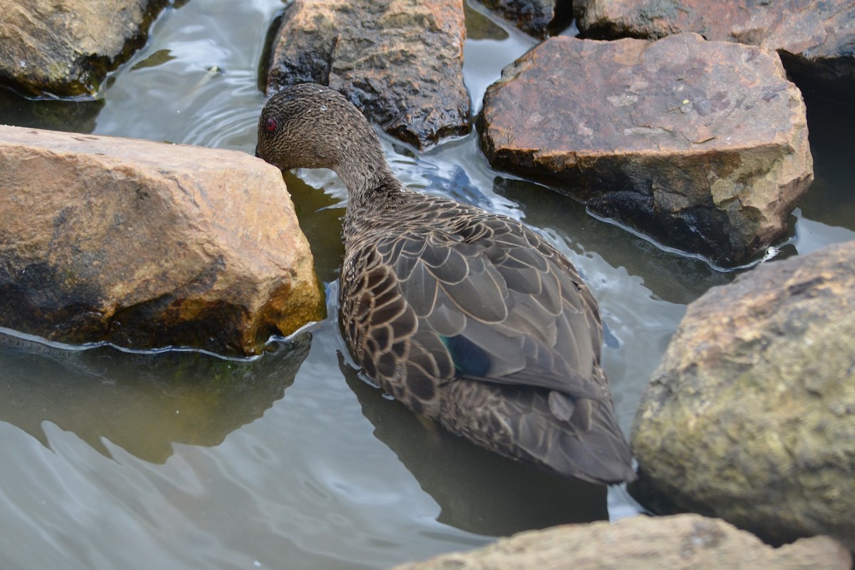 Chestnut Teal - ML643330357