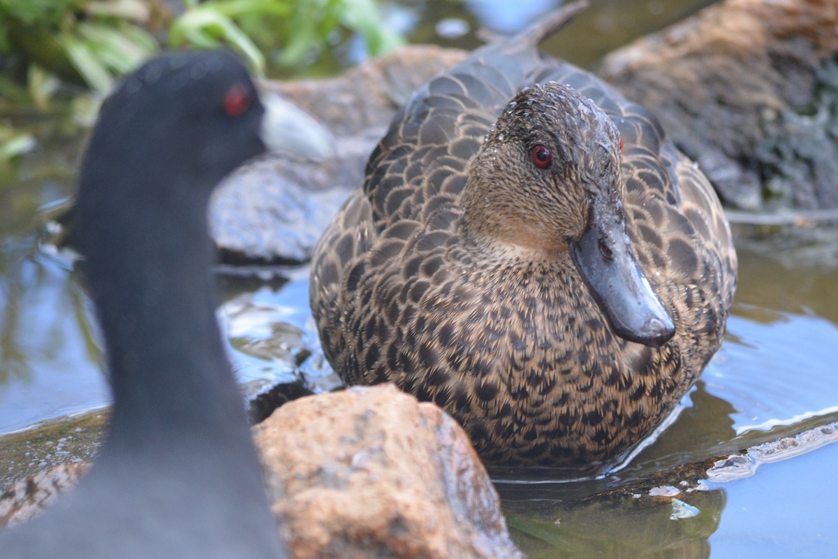 Chestnut Teal - ML643330363