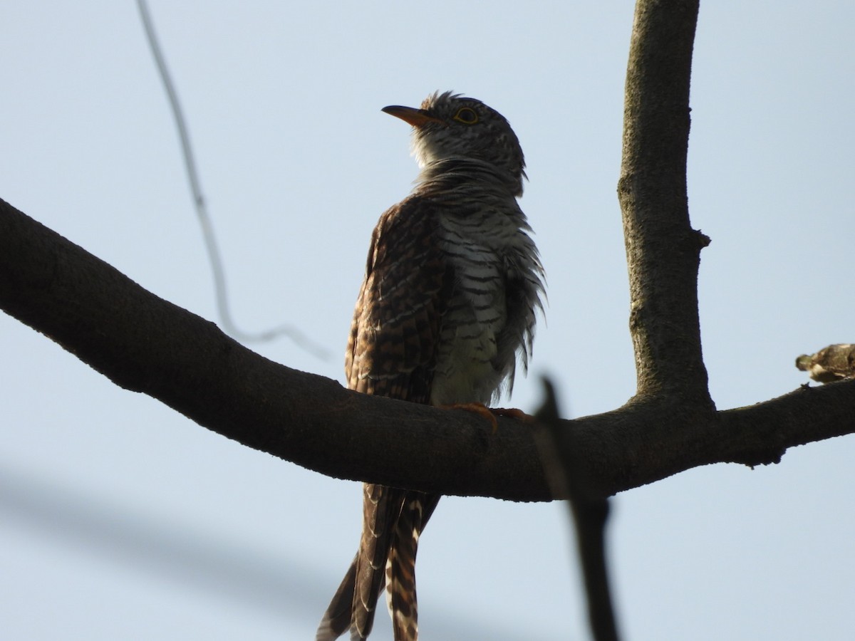 Common Cuckoo - ML643330364