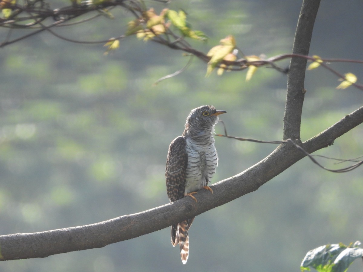 Common Cuckoo - ML643330365