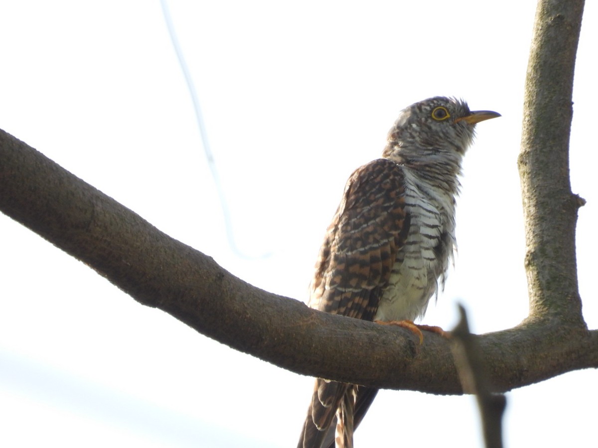 Common Cuckoo - ML643330366