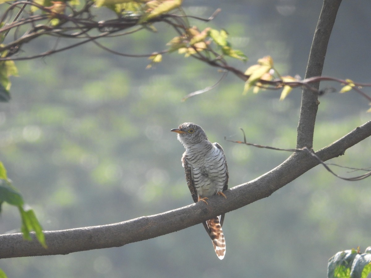 Common Cuckoo - ML643330367