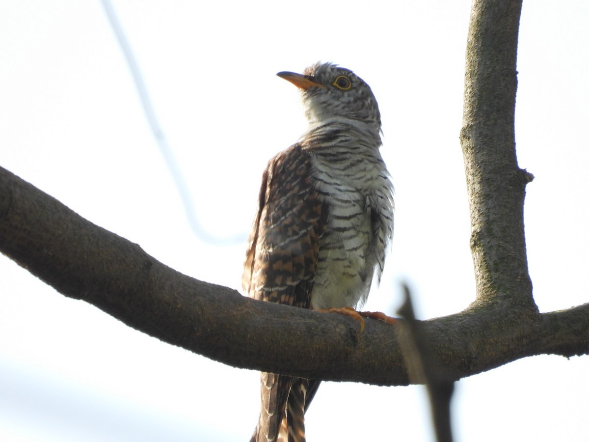 Common Cuckoo - ML643330368