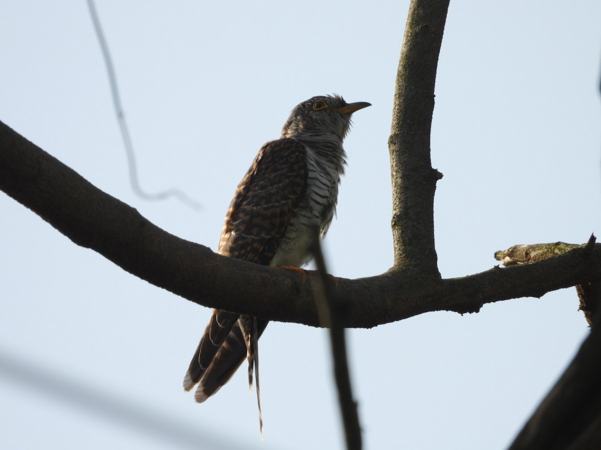 Common Cuckoo - ML643330369