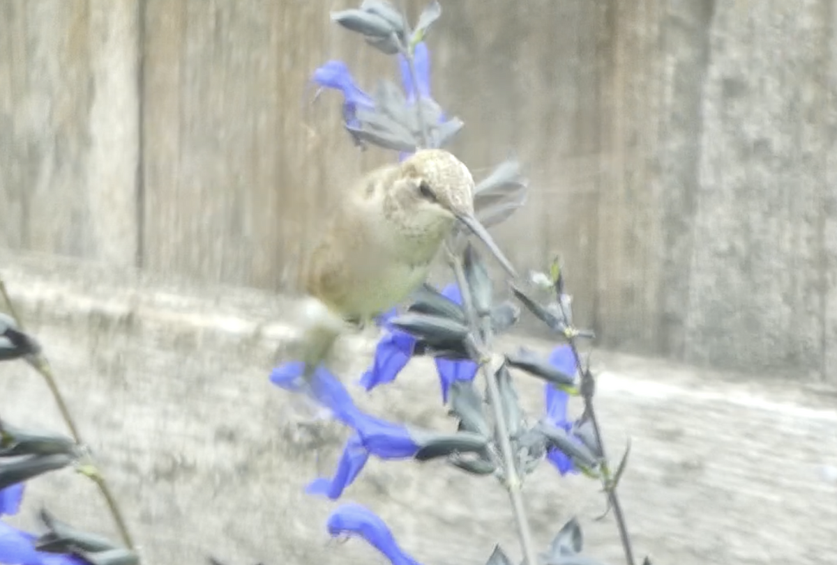 ノドグロハチドリ - ML643330374