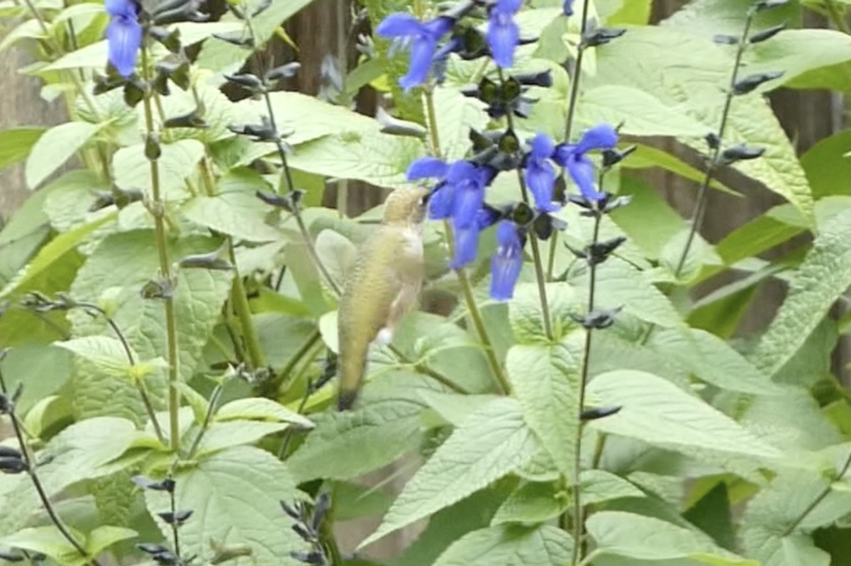 ノドグロハチドリ - ML643330379