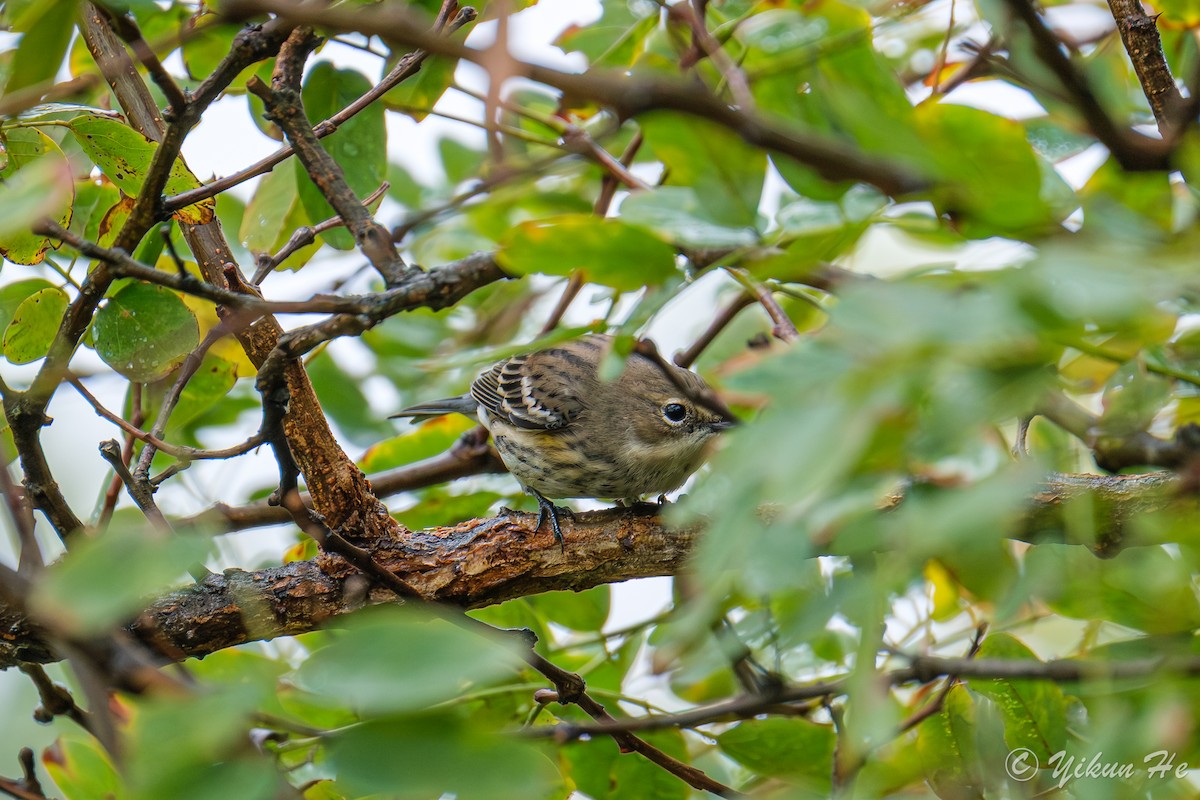 Yellow-rumped Warbler - ML643330380