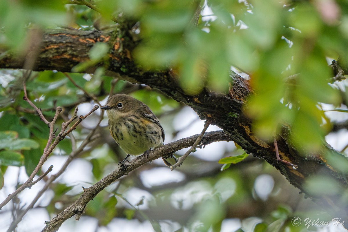 Yellow-rumped Warbler - ML643330382