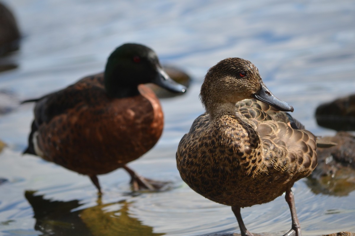 Chestnut Teal - ML643330384