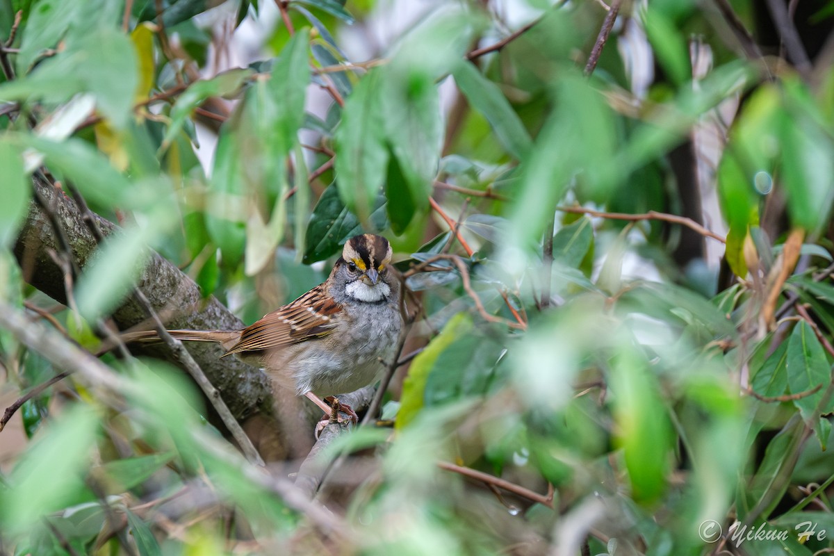 White-throated Sparrow - ML643330387