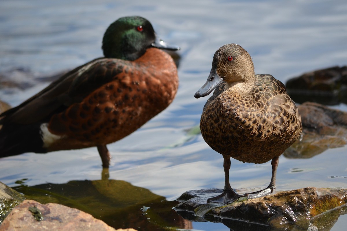 Chestnut Teal - ML643330389