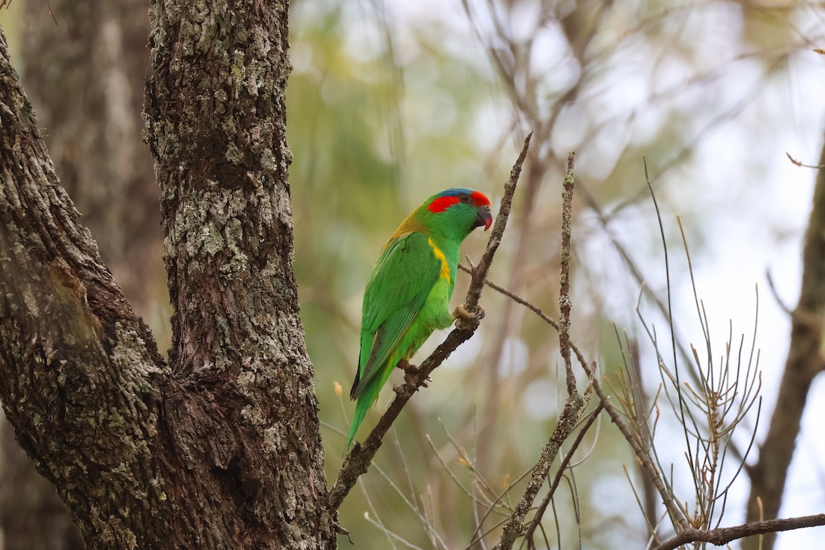 Musk Lorikeet - ML643330390
