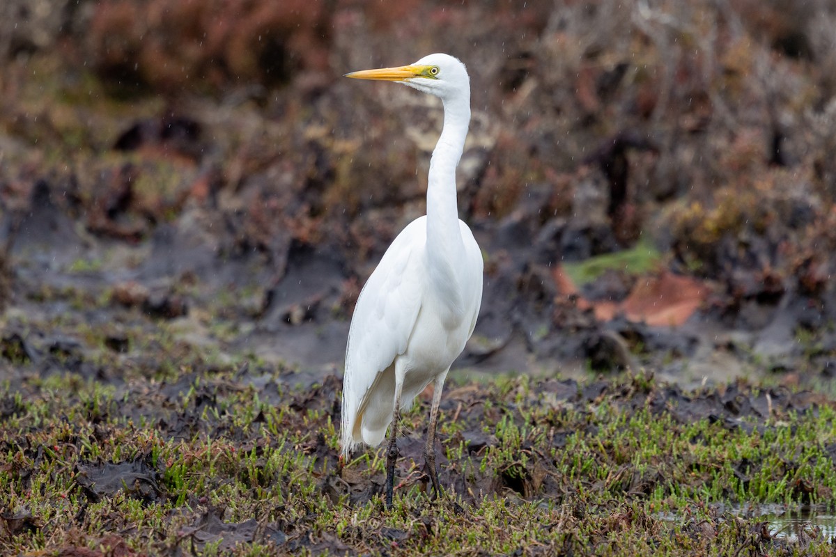 Great Egret (modesta) - ML643330391