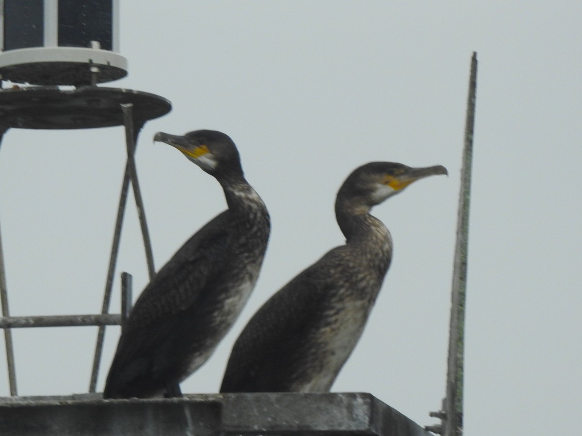 Great Cormorant - ML643330395