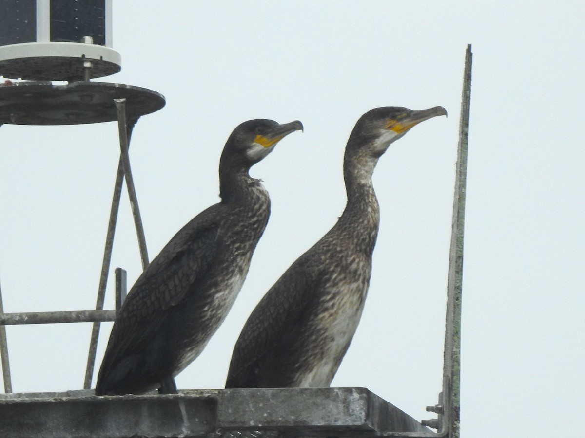 Great Cormorant - ML643330396