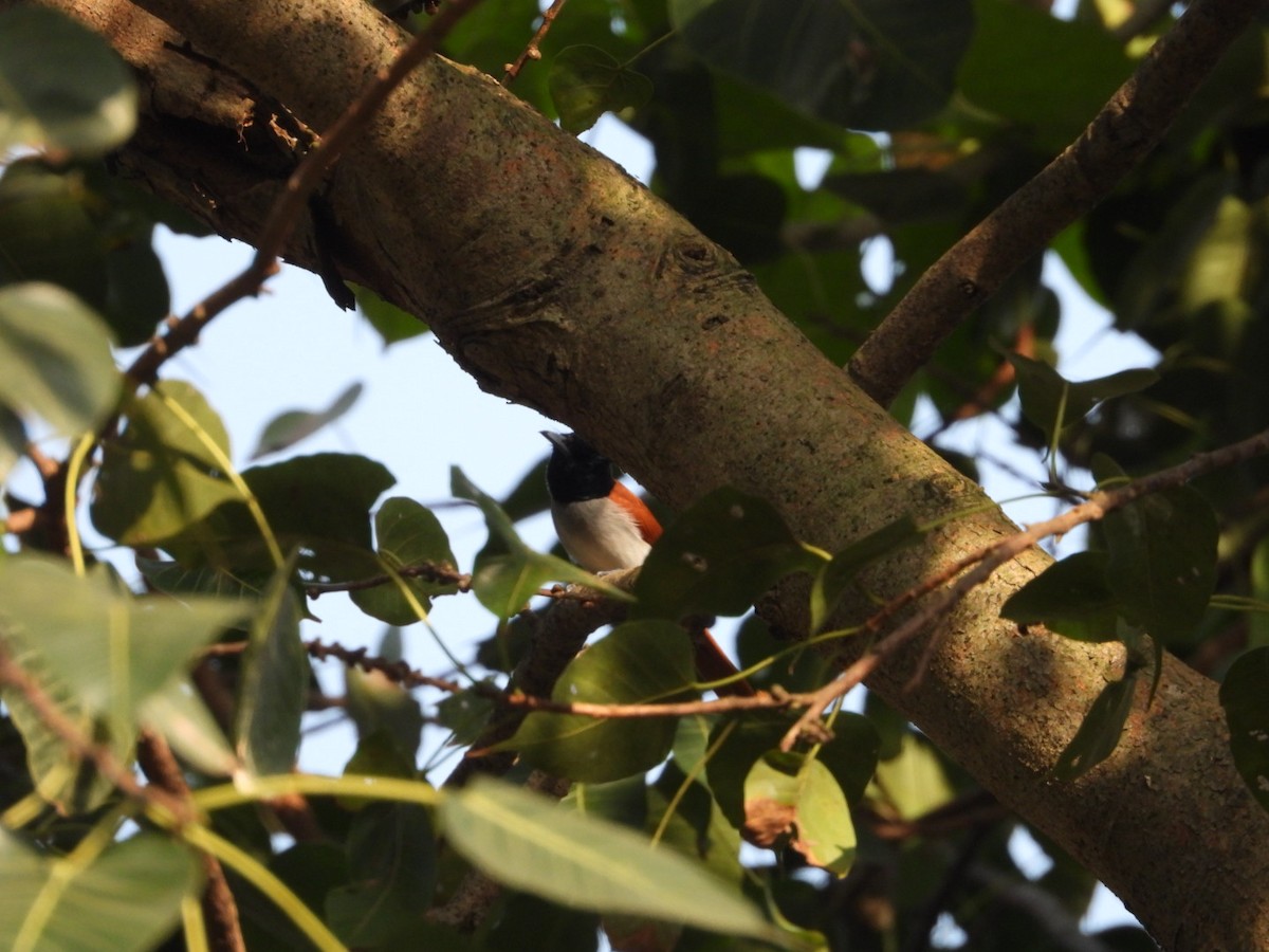 Indian Paradise-Flycatcher - ML643330397