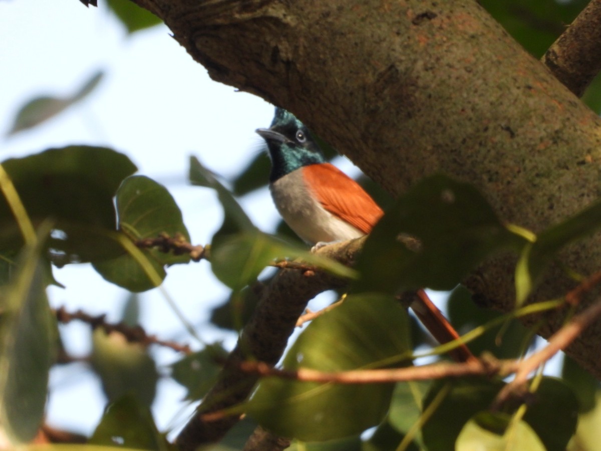 Indian Paradise-Flycatcher - ML643330398