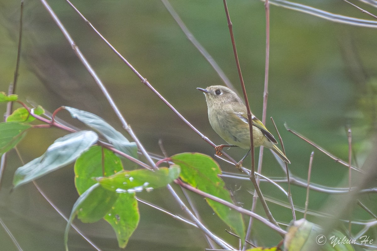 Ruby-crowned Kinglet - ML643330400