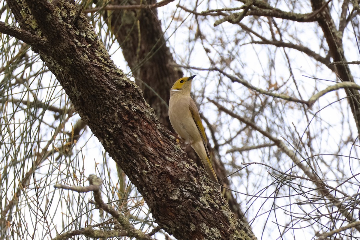 White-plumed Honeyeater - ML643330404