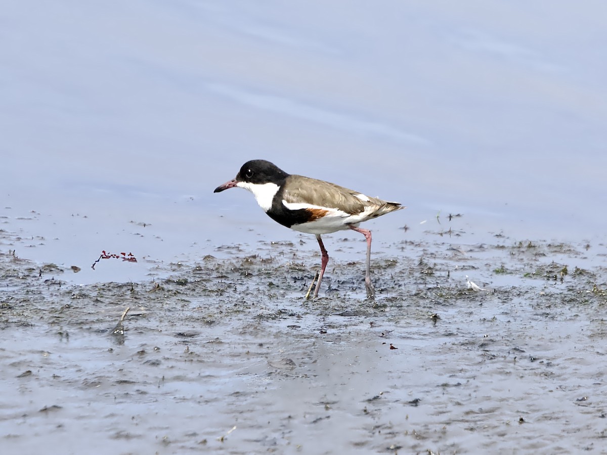 Red-kneed Dotterel - ML643330409