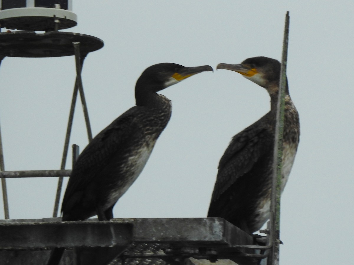 Great Cormorant - ML643330414