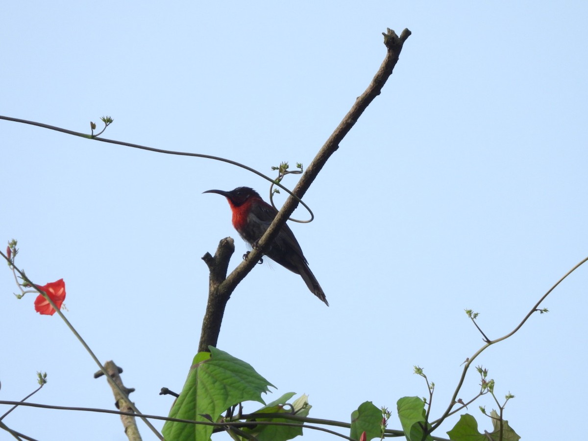 Vigors's Sunbird - ML643330422