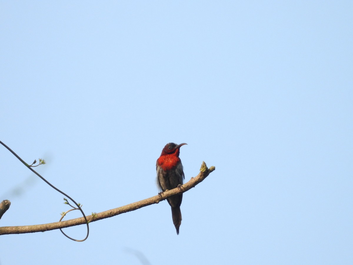 Vigors's Sunbird - ML643330424