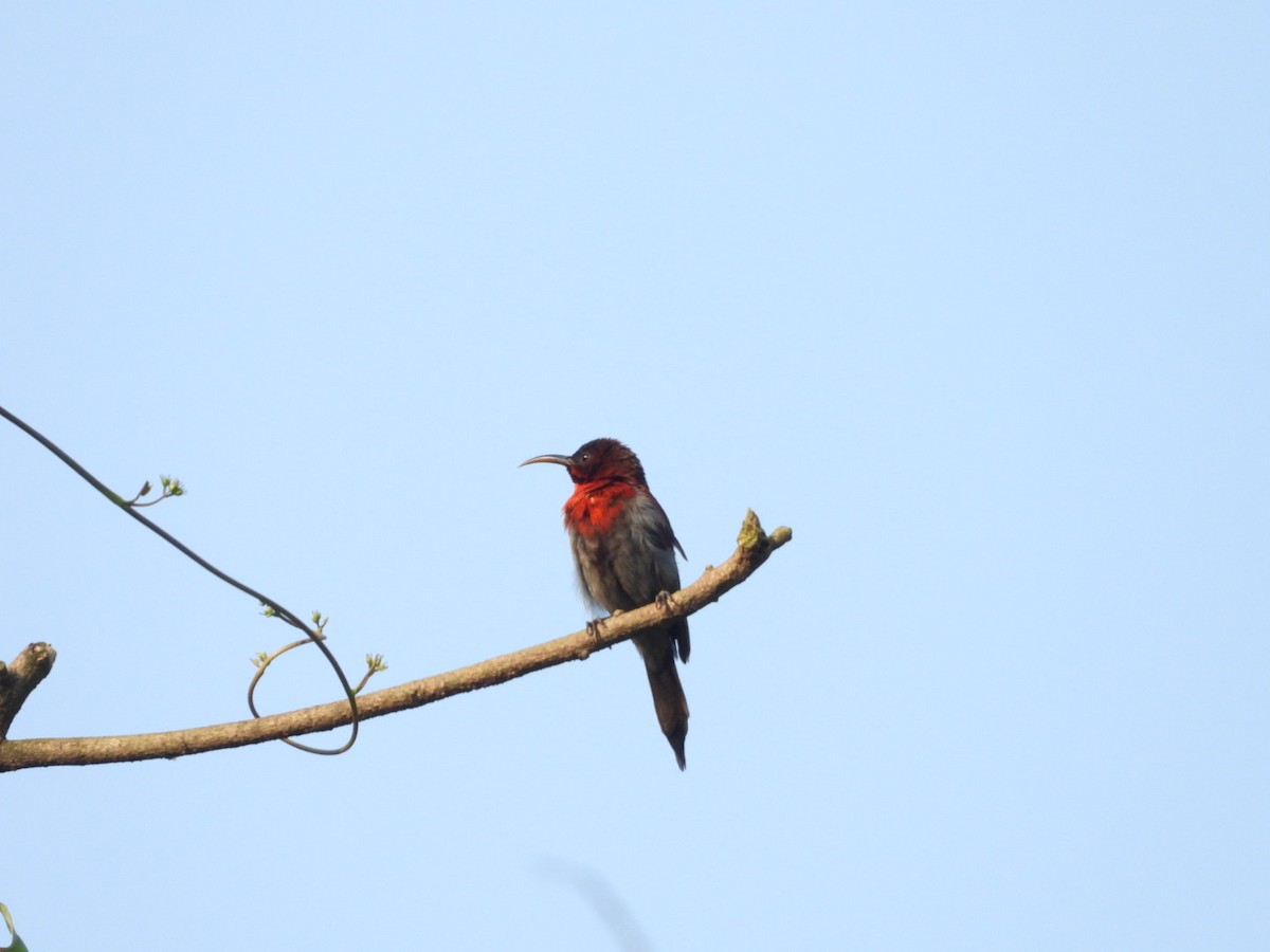 Vigors's Sunbird - ML643330425