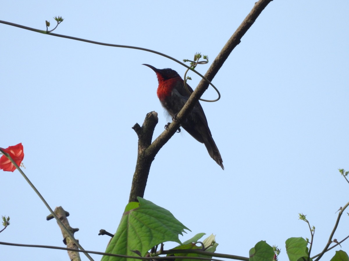 Vigors's Sunbird - ML643330426