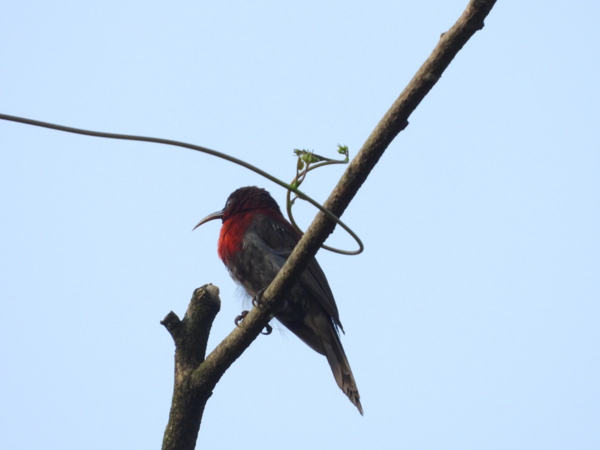 Vigors's Sunbird - ML643330427