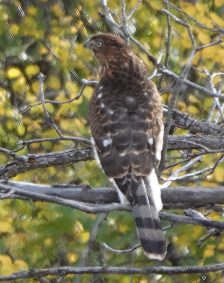 Cooper's Hawk - ML643330437