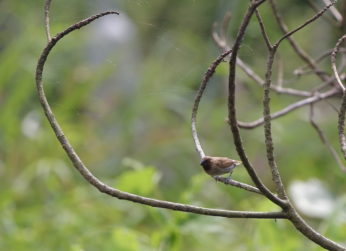 Scaly-breasted Munia - ML643330438