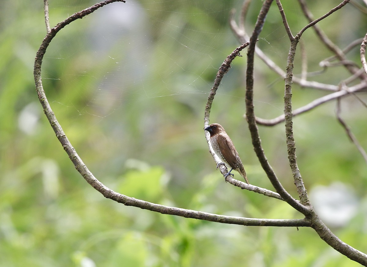 Scaly-breasted Munia - ML643330440