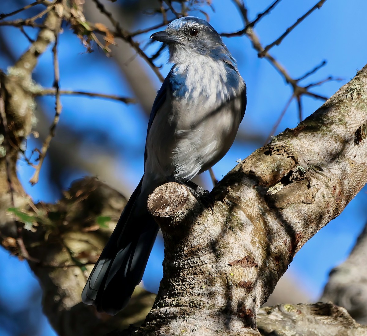 California Scrub-Jay - ML643330441
