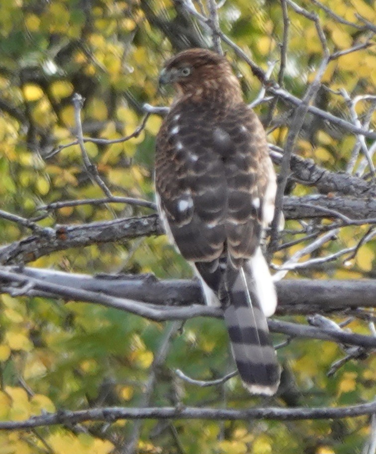 Cooper's Hawk - ML643330446