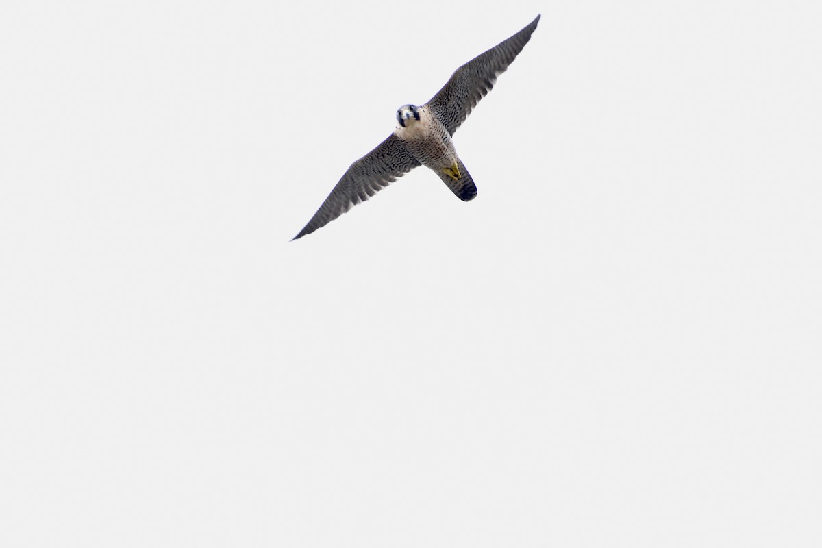Belatz handia - ML643330447