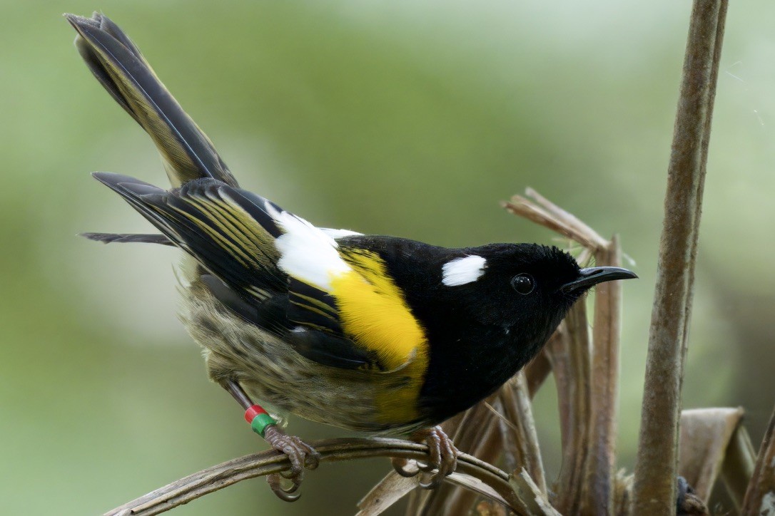 Stitchbird - ML643330449