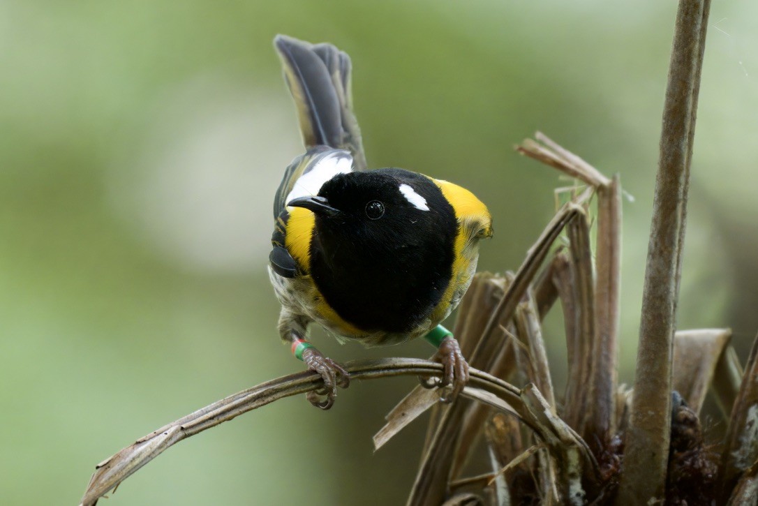 Stitchbird - ML643330452