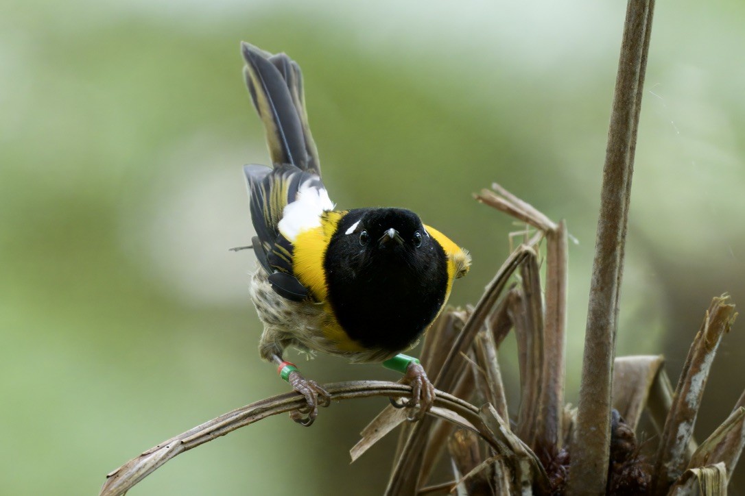 Stitchbird - ML643330456