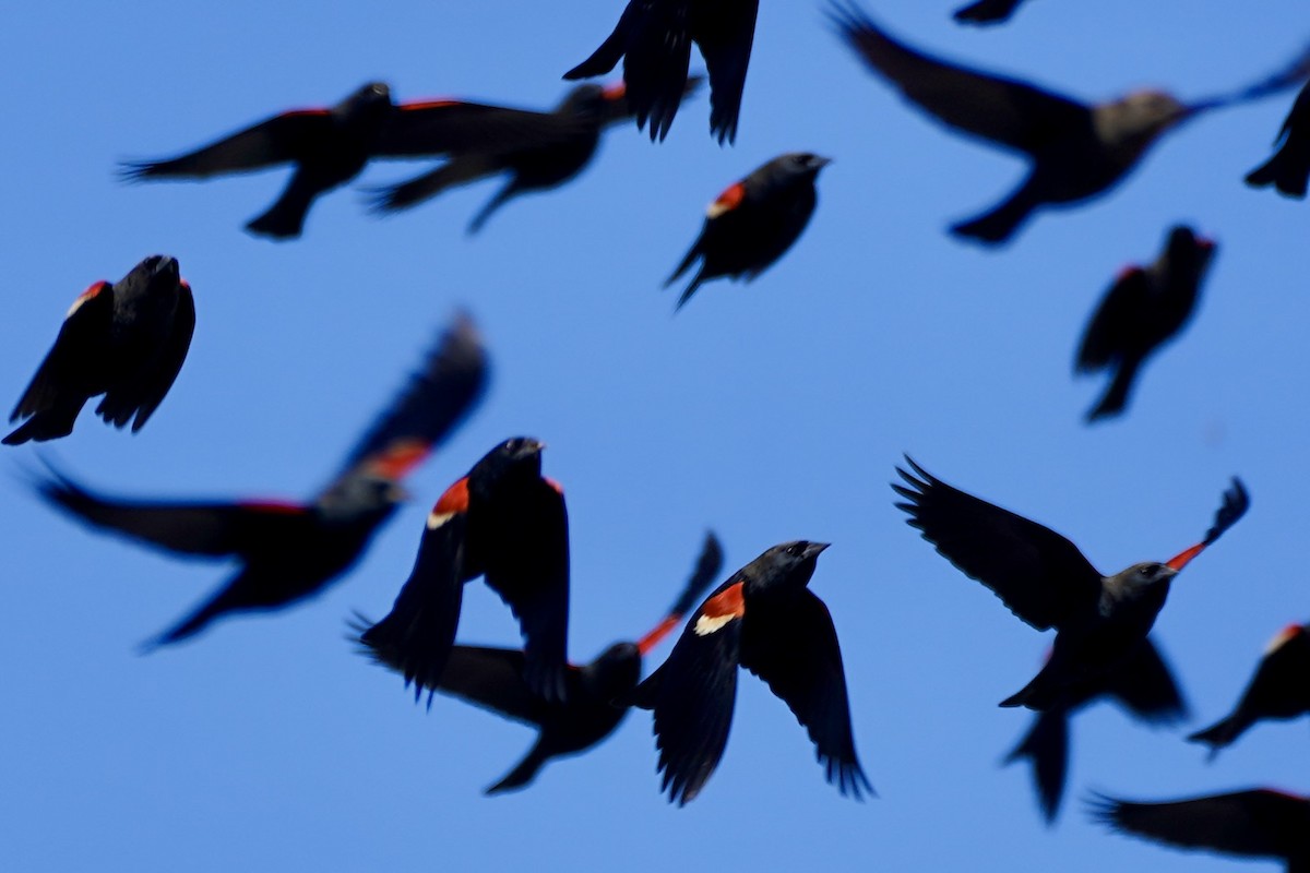 Tricolored Blackbird - ML643330457