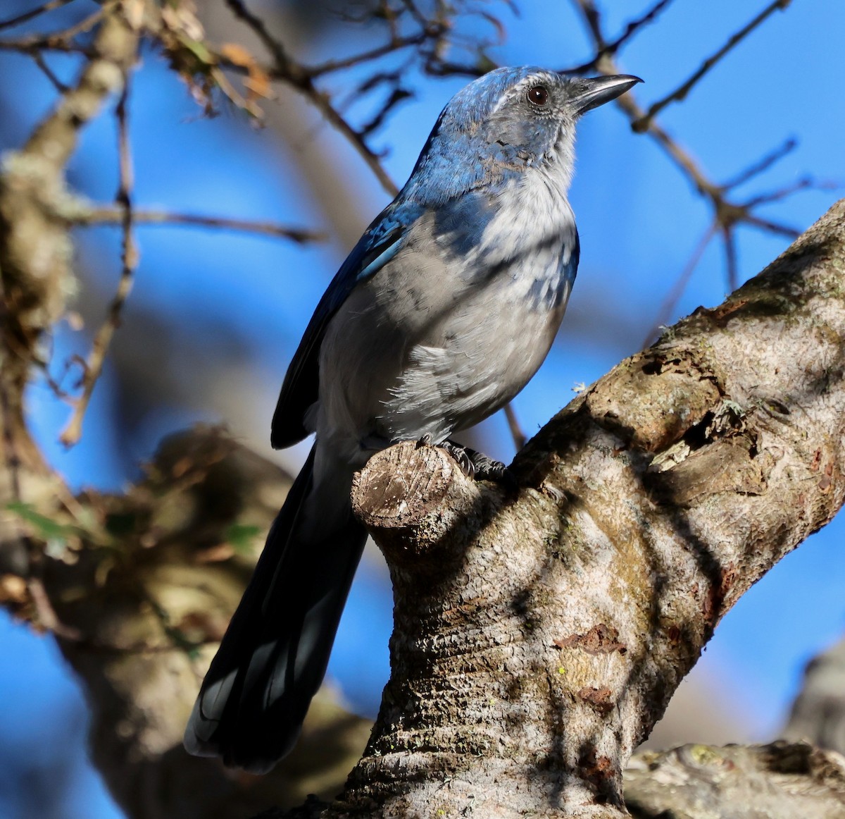 California Scrub-Jay - ML643330459