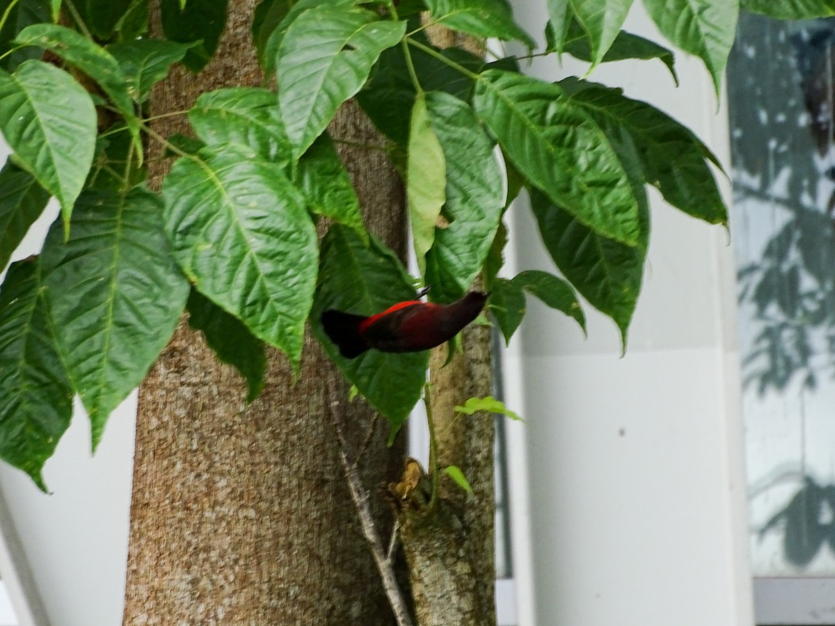 Crimson-backed Tanager - ML643330460